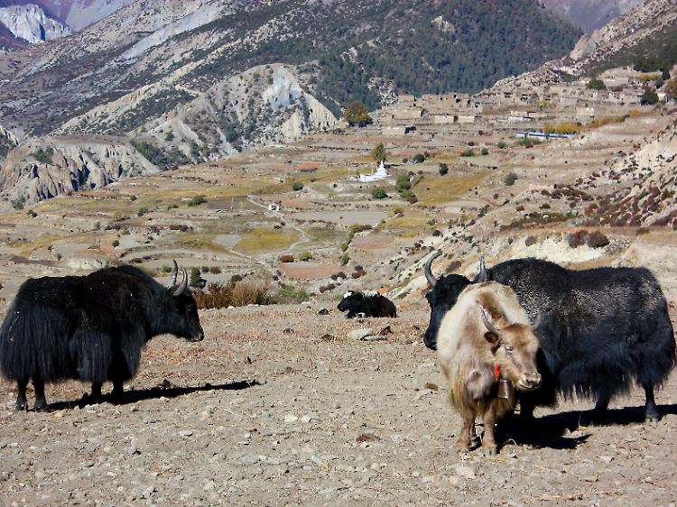Gemütliche Zotteltiere: Immer wieder kreuzen behäbige Yaks den Weg der Bergsteiger in Nepal.