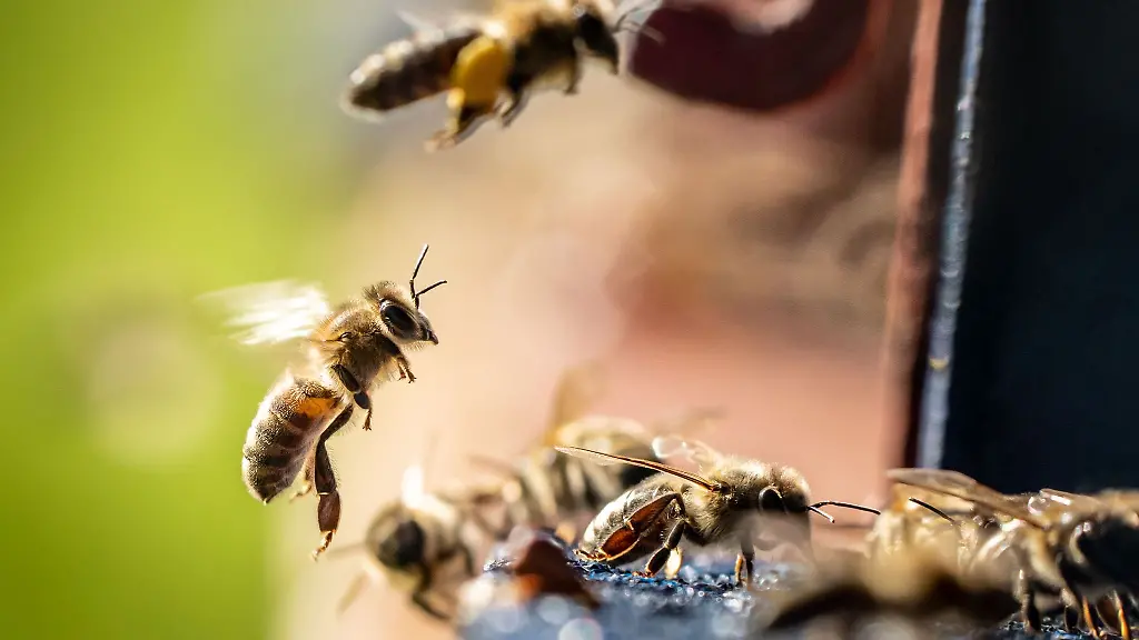 Eine-Biene-landet-im-Sonnenschein-an-ihrem-Stock