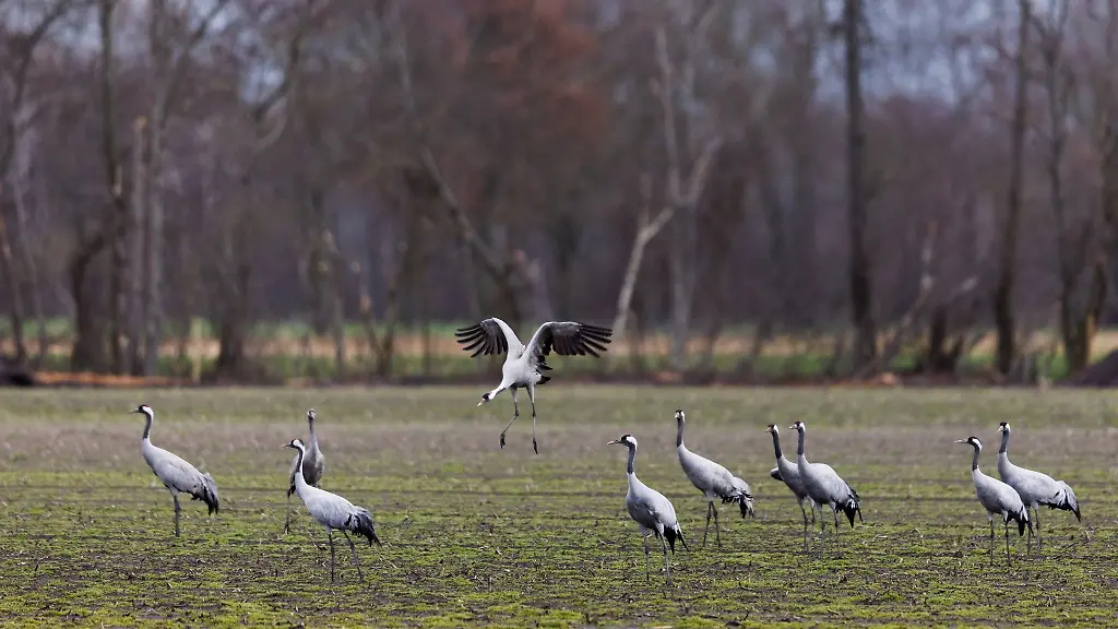 Kraniche-stehen-auf-einem-Feld