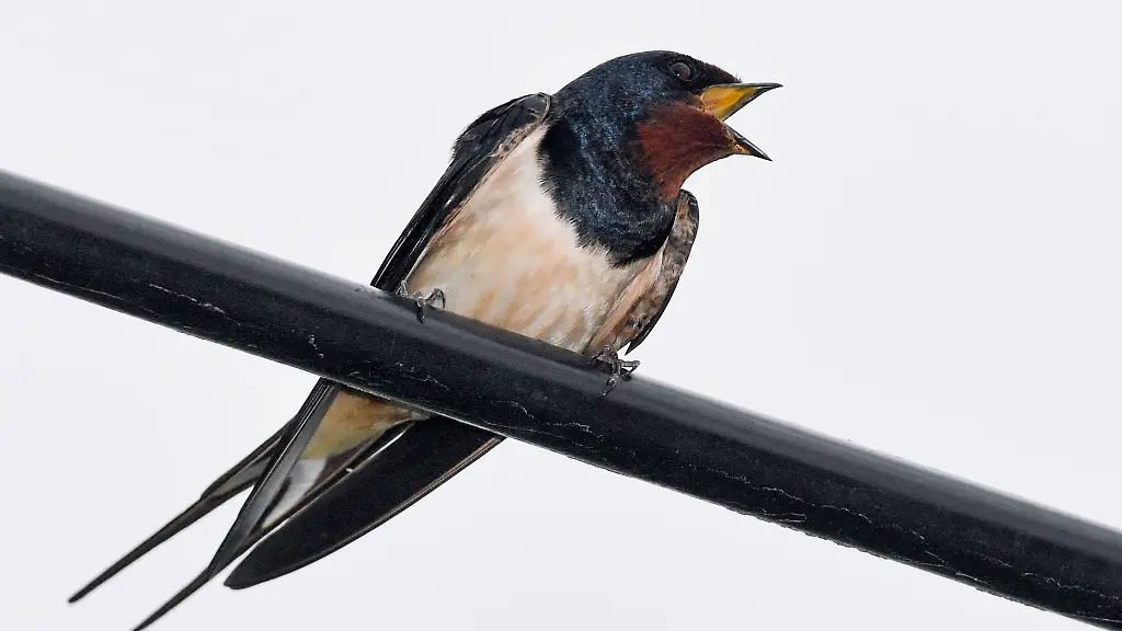 Eine-Rauchschwalbe-Hirundo-rustica-die-auch-Hausschwalbe-oder-Gabelschwalbe-genannt-wird-hockt-auf-einer-Telefonleitung