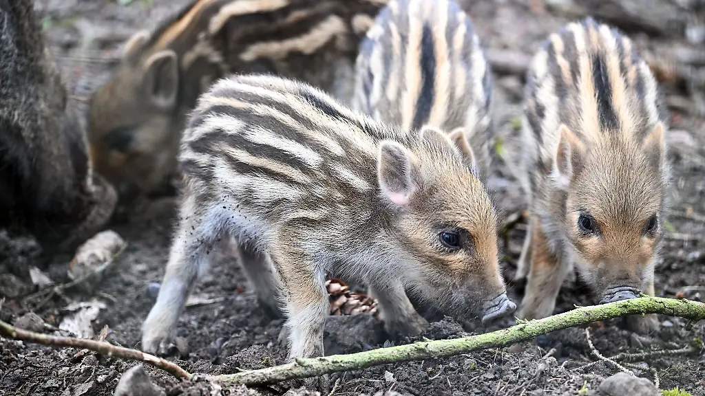 Vier-gestreifte-Frischlingen-laufen-durch-das-Wildgehege