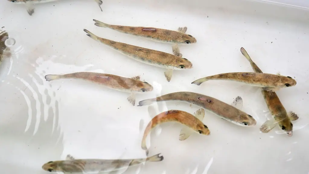 Einige-Smolts-junge-Lachse-schwimmen