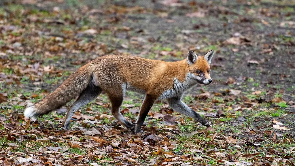 Ein-Fuchs-laeuft-durch-einen-Park