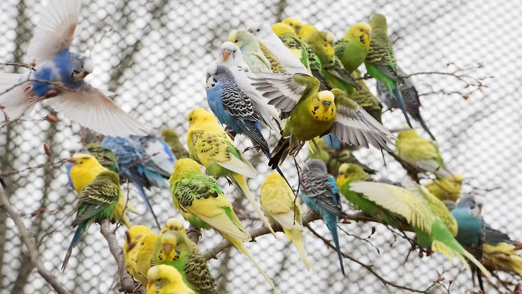 Wellensittichen-sitzen-in-der-Wellensittichanlage-im-Vogelpark-Marlow