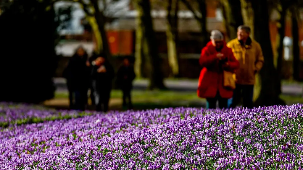 Die-Sonne-scheint-auf-die-bluehenden-Krokusse-im-Husumer-Schlosspark