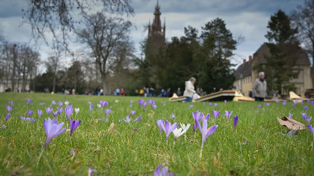 Einige-Fruehblueher-zeigen-ihre-Blueten-schon-auf-einer-Wiese-im-Woerlitzer-Park