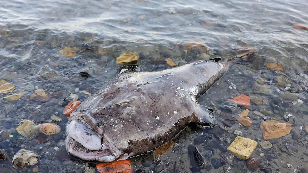 Ein-toter-Seeteufel-liegt-am-Ufer-des-Kieler-Marinehafens