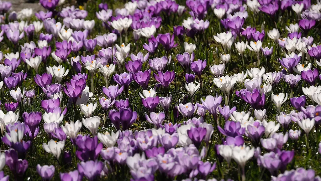 Krokusse-bluehen-auf-einer-Wiese