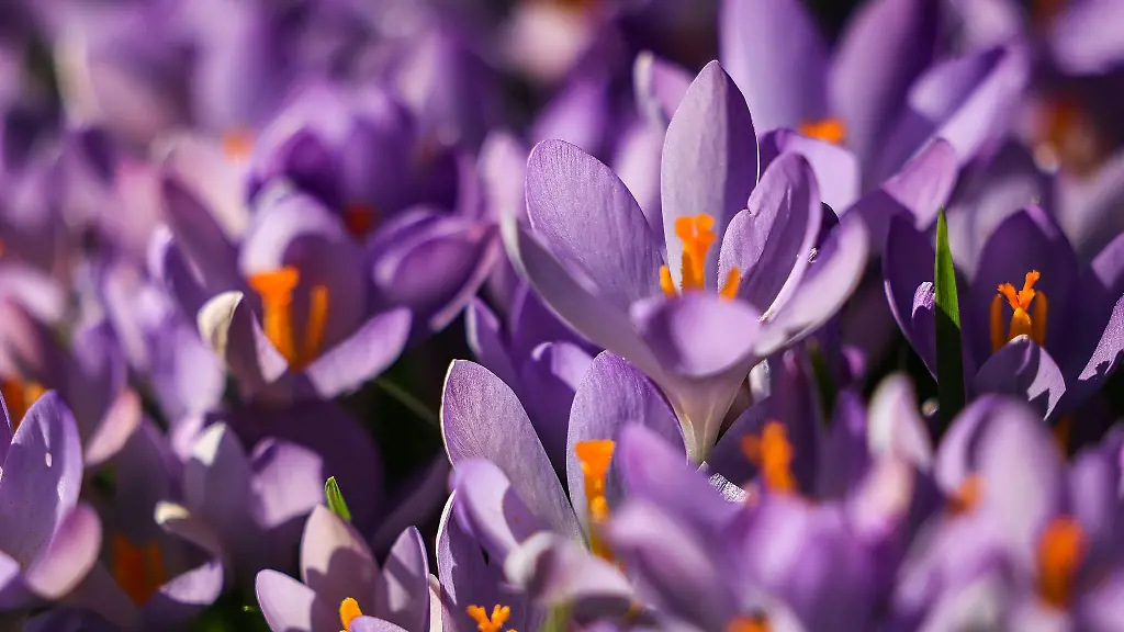 Krokusse-bluehen-auf-einer-Wiese