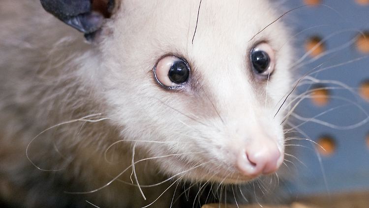 Wegen ihres Schielens ist Opossum Heidi aus dem Leipziger Zoo ein Weltstar geworden.