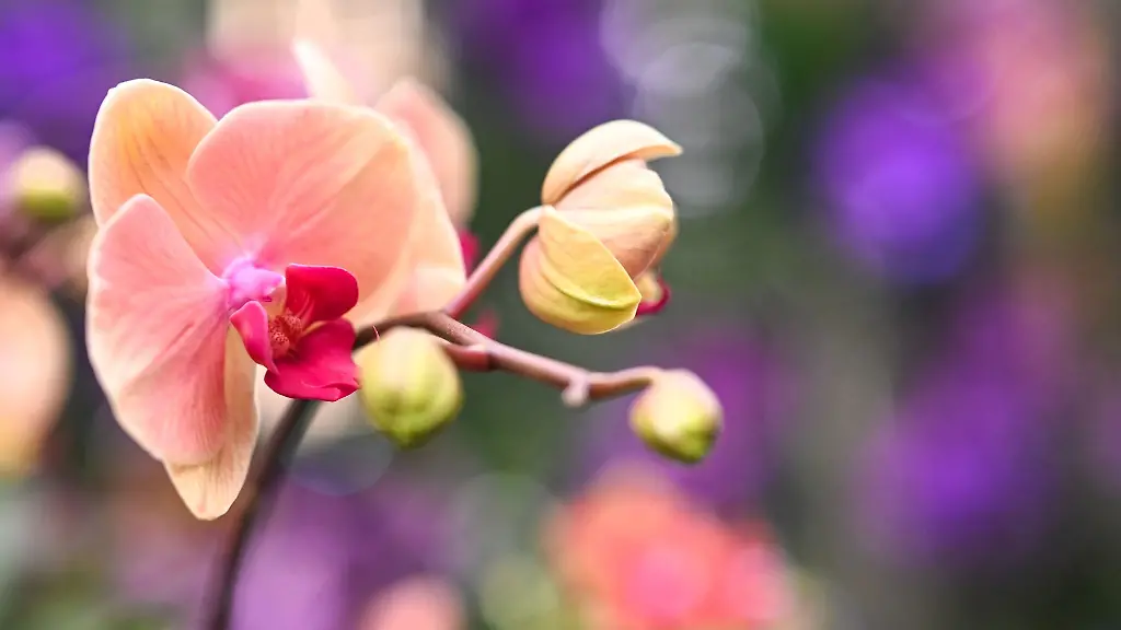 Orangefarbene-Orchideenblueten-bluehen-im-Palmenhaus-auf-der-Insel-Mainau
