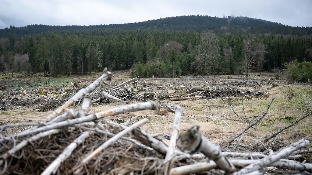 Baumstuempfe-stehen-auf-dem-Dillenberg-der-frueher-mit-Fichten-bedeckt-war