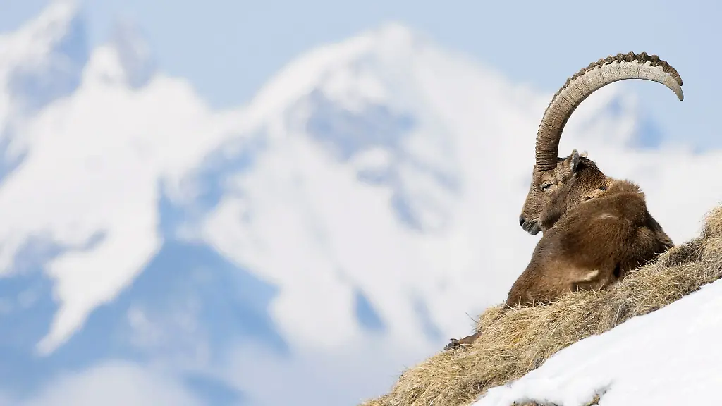Ein-Steinbock-Alpine-ibex-sitzt-auf-einem-Felsen