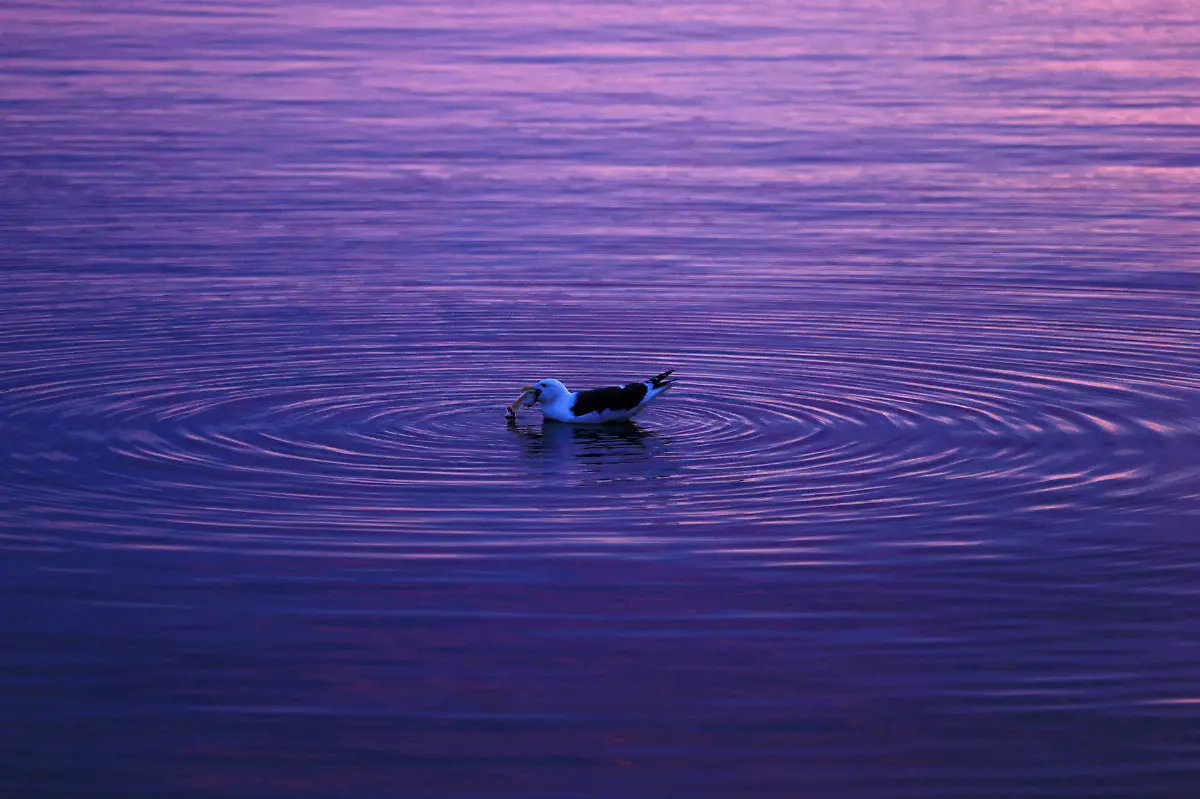 2023-03-09T230231Z-1624617570-RC2LKZ9VUYAL-RTRMADP-3-JAPAN-FUKUSHIMA-WATER-FISH