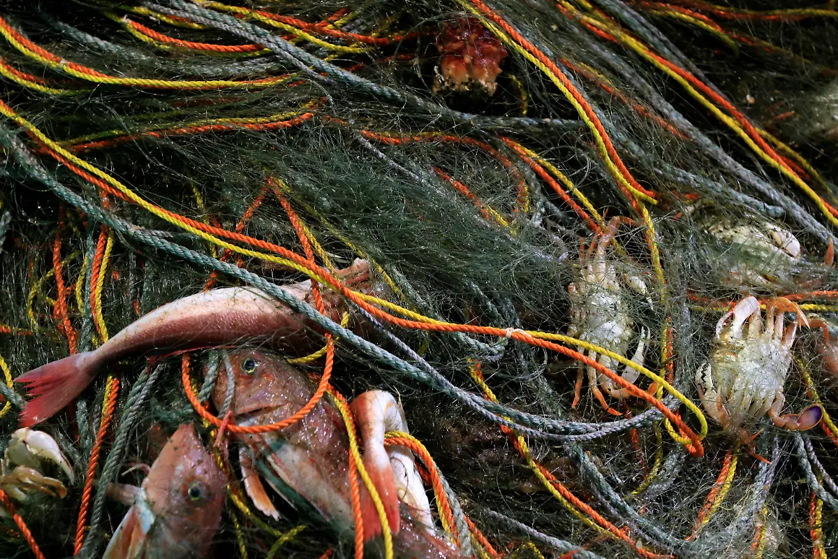 2023-03-09T230218Z-1968873153-RC2KKZ97M2MA-RTRMADP-3-JAPAN-FUKUSHIMA-WATER-FISH