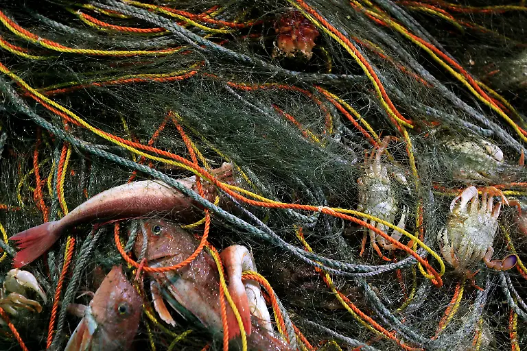 2023-03-09T230218Z-1968873153-RC2KKZ97M2MA-RTRMADP-3-JAPAN-FUKUSHIMA-WATER-FISH