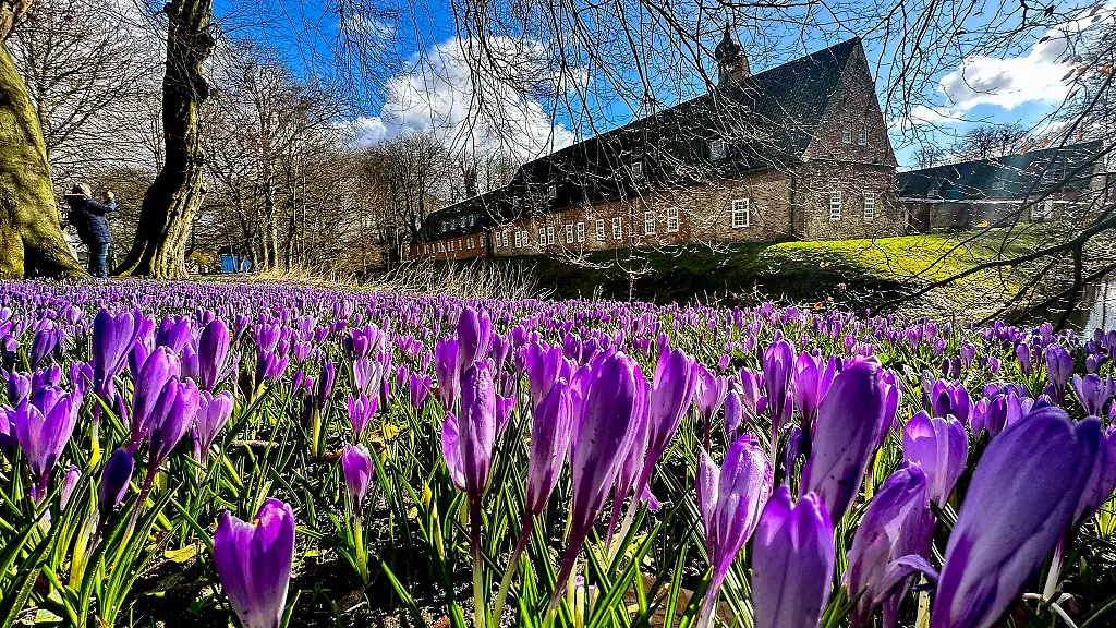 Krokusse-bluehen-im-Husumer-Schlosspark