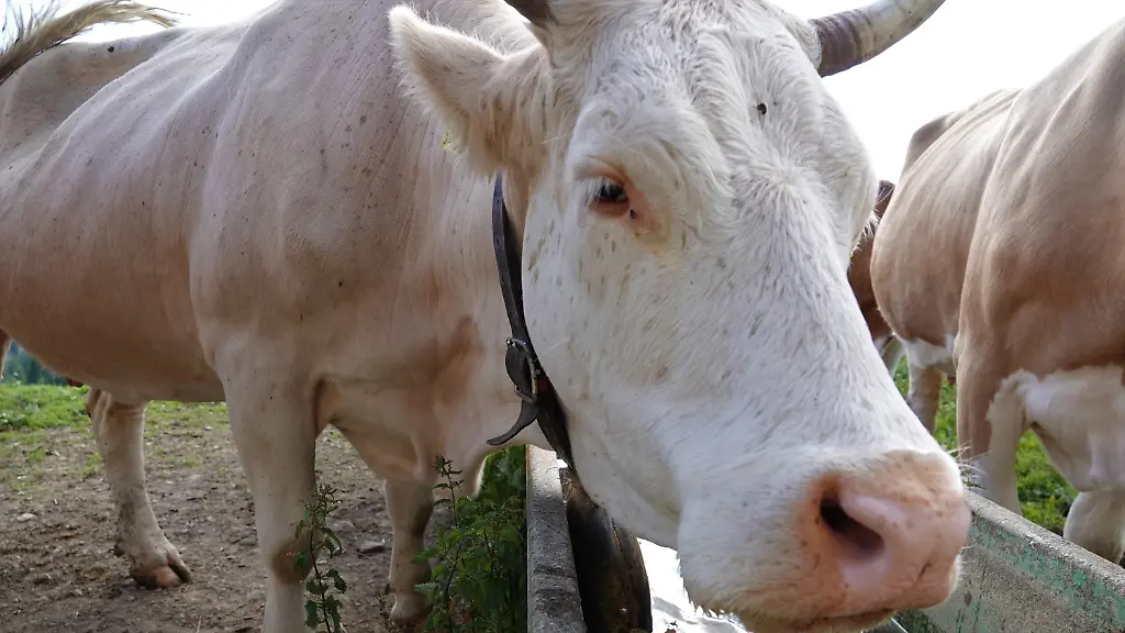 8d6f570b1113c4de531cf93899e9a7b2