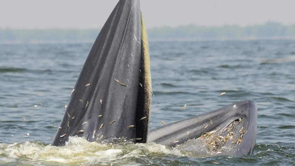 urn-binary-dpa-com-20090101-230307-99-857746-FILED