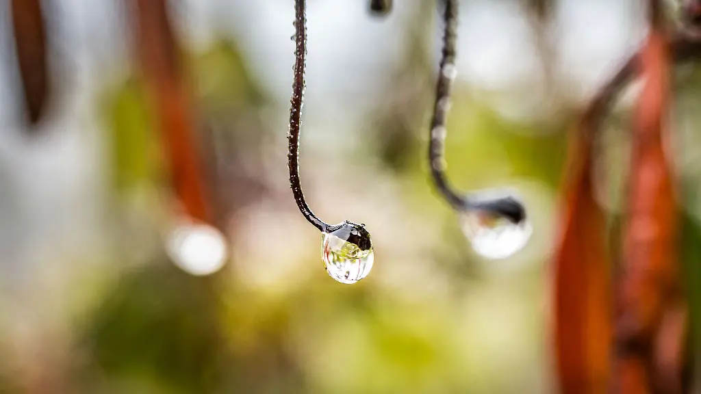 Ein-Wassertropfen-hat-sich-am-Ende-eines-Aestchens-an-einem-Strauch-gebildet