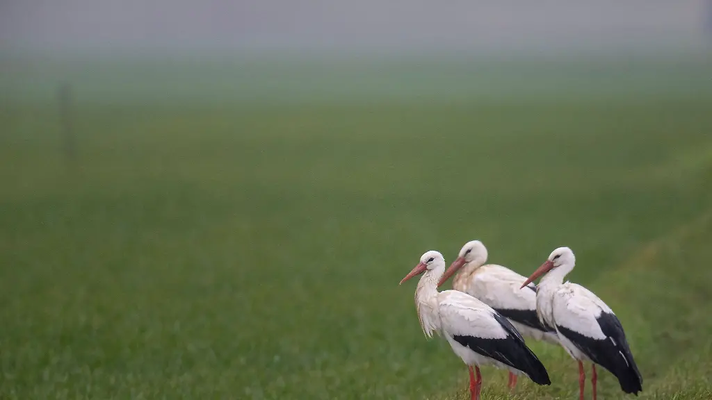 Stoerche-sitzen-bei-Nieselregen-am-Rande-eines-Ackers-im-hessischen-Ried