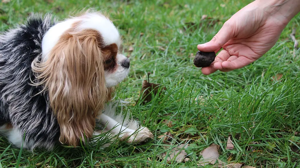 Dem-Cavalier-King-Charles-Spaniel-Minnie-wird-fuer-die-Trueffelsuche-mit-Hund-ein-Trueffel-hingehalten