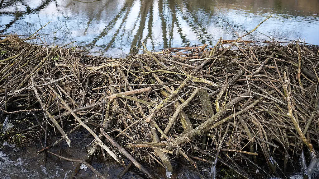 Blick-auf-einen-Biberdamm-in-einem-kleinen-Fluss-in-Flieden