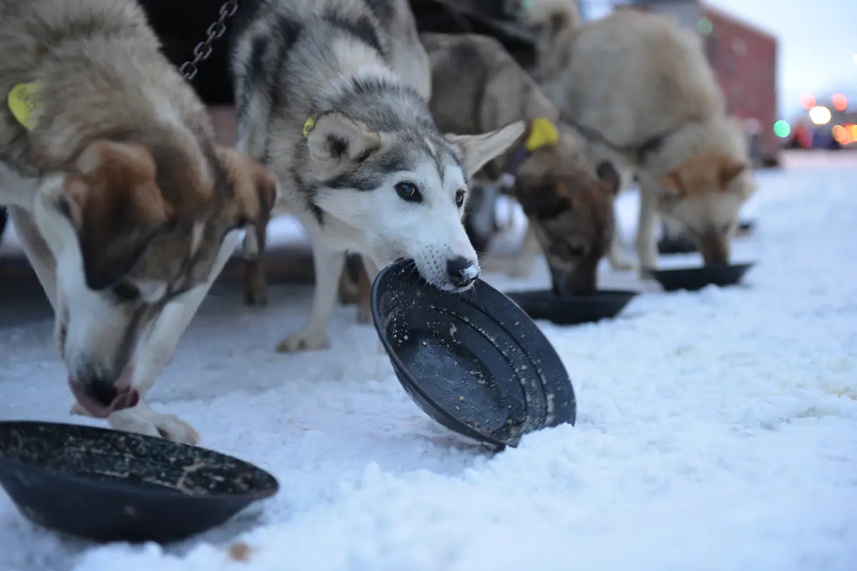 2018-03-04T000958Z-640617813-RC1F33DAF0A0-RTRMADP-3-ALASKA-IDITAROD