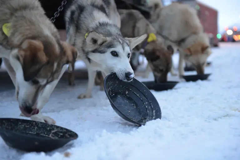 2018-03-04T000958Z-640617813-RC1F33DAF0A0-RTRMADP-3-ALASKA-IDITAROD