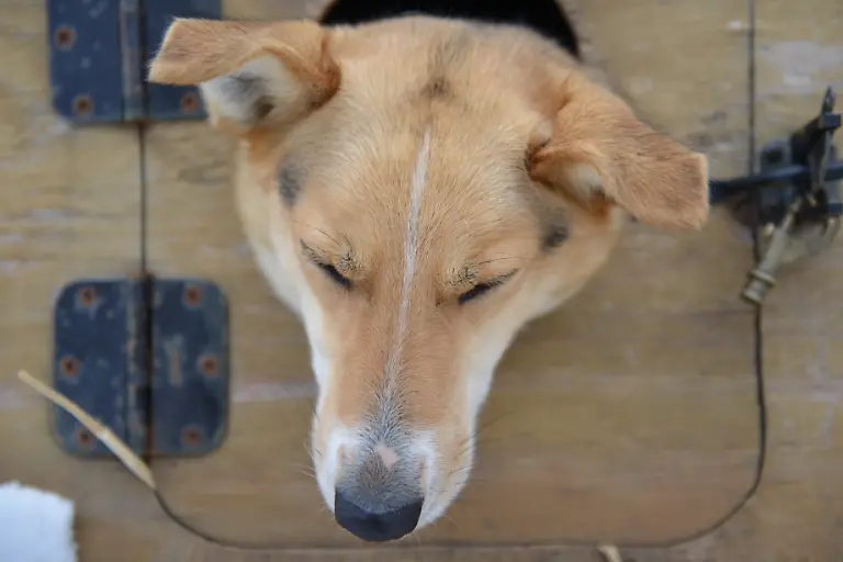 2018-03-04T001349Z-556146213-RC1645452A90-RTRMADP-3-ALASKA-IDITAROD