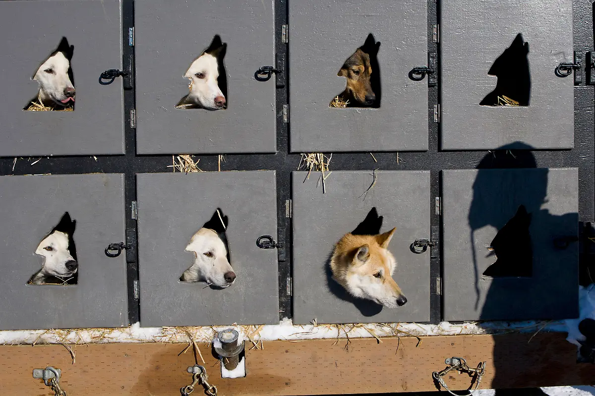 2012-03-05T120000Z-256479667-GM1E83518RR01-RTRMADP-3-IDITAROD