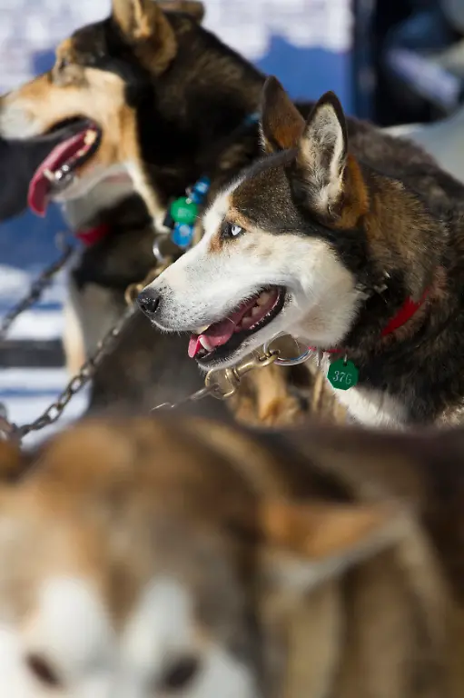 2012-03-05T120000Z-1085431666-GM1E83518BI01-RTRMADP-3-IDITAROD