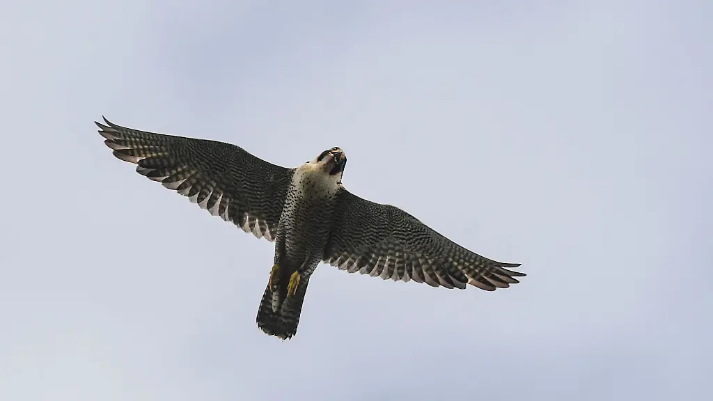 Ein-Wanderfalke-Falco-peregrinus-fliegt-am-Himmel
