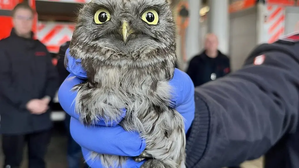 Eine-Einsatzkraft-haelt-einen-Steinkauz-in-der-Hand