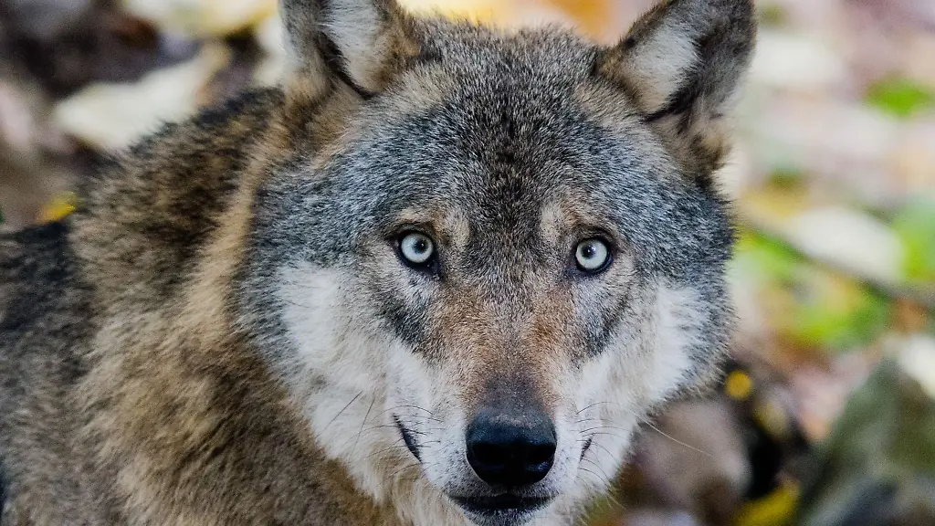 Ein-Wolf-in-einem-Gehege