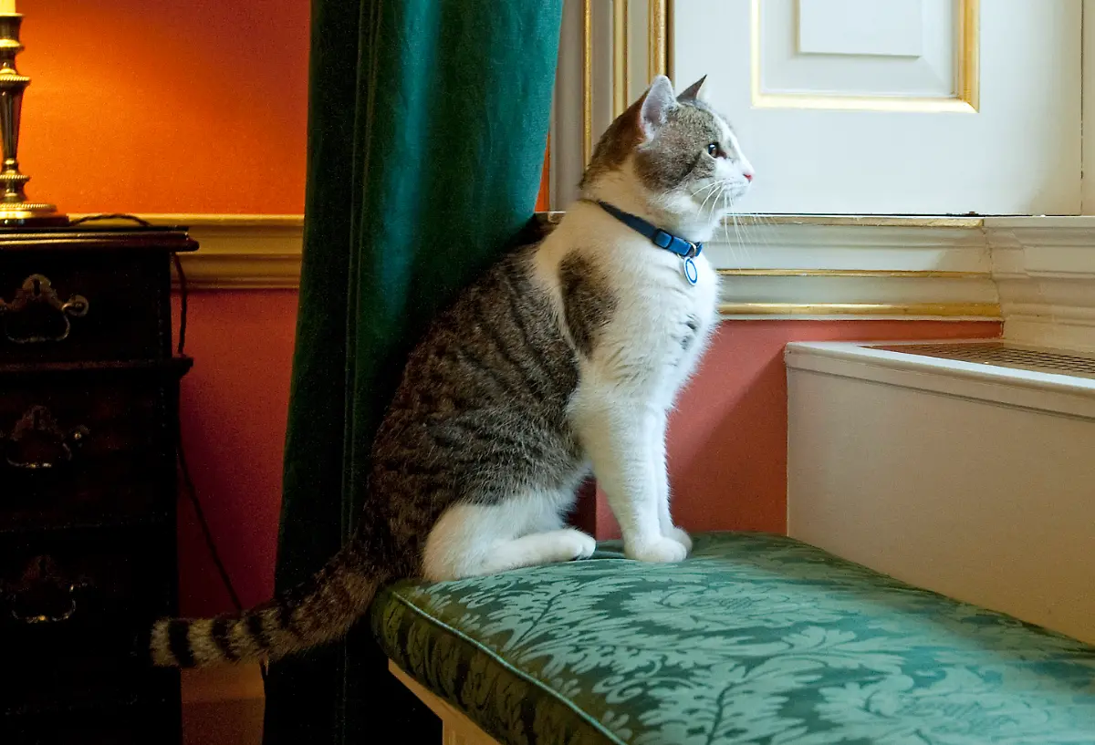 57-2011-02-15T120000Z-1837226998-GM1E72G066B01-RTRMADP-3-BRITAIN-CAMERON-CAT