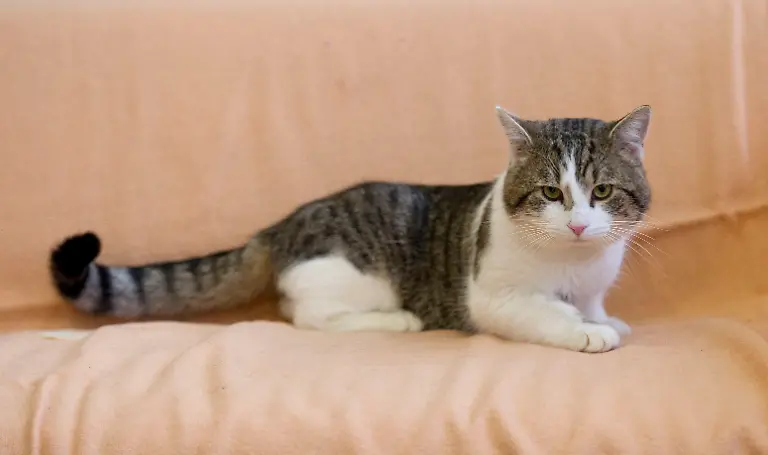 11-2011-02-15T120000Z-1693245824-LM1E72F0YK701-RTRMADP-3-BRITAIN-CAMERON-CAT