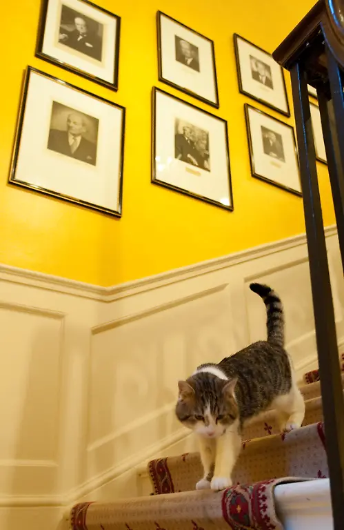 14-2011-02-15T120000Z-869141344-GM1E72G06OB01-RTRMADP-3-BRITAIN-CAMERON-CAT