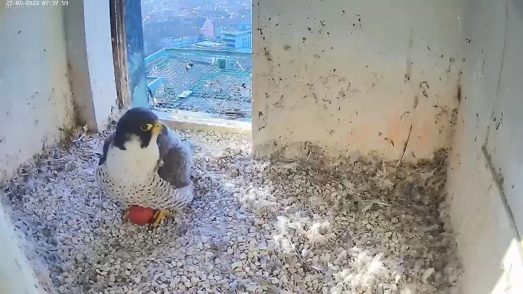 Im-Horst-der-Wanderfalken-auf-der-Nuernberger-Kaiserburg-liegt-ein-erstes-Ei