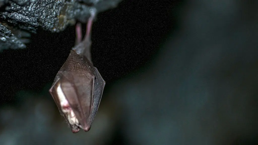 Eine-Kleine-Hufeisennase-klammert-sich-an-den-Felsen