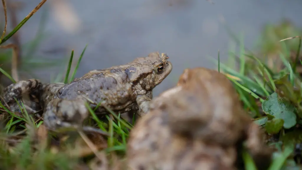 Erdkroeten-sitzen-am-Rande-eines-Teiches