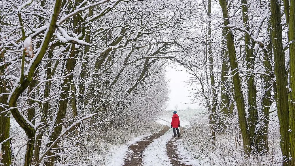 Mit-Schnee-bedeckt-ist-die-Landschaft-an-einem-Waldweg