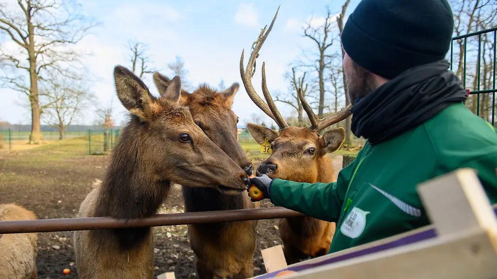 Ein-Tierpfleger-fuettert-im-ehemaligen-Wildpark-Weissewarte-Wapitis