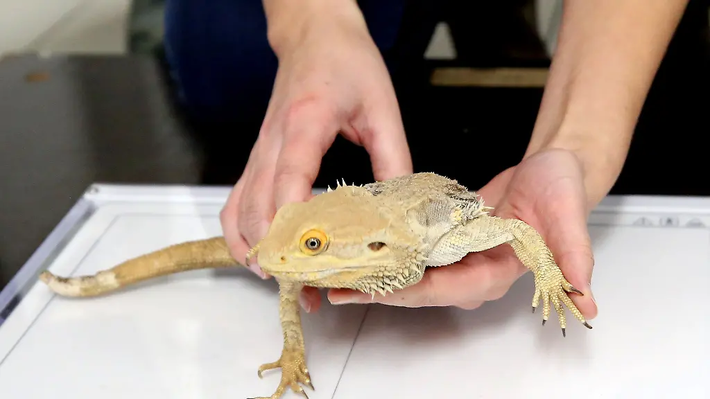 Die-Bartagame-Bert-wird-von-Tieraerztin-Carolin-Bunert-auf-die-digitale-Platte-des-Roentgengeraetes-gelegt
