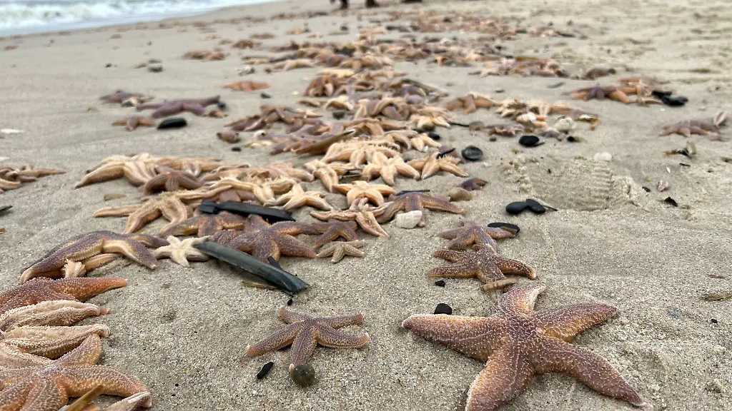 Zahlreiche-angeschwemmte-Seesterne-liegen-auf-der-Nordseeinsel-am-Strand