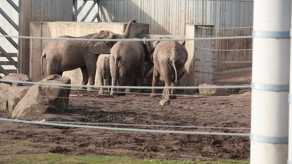 Elefanten-stehen-in-ihrem-Gehegen-im-Erfurter-Zoo