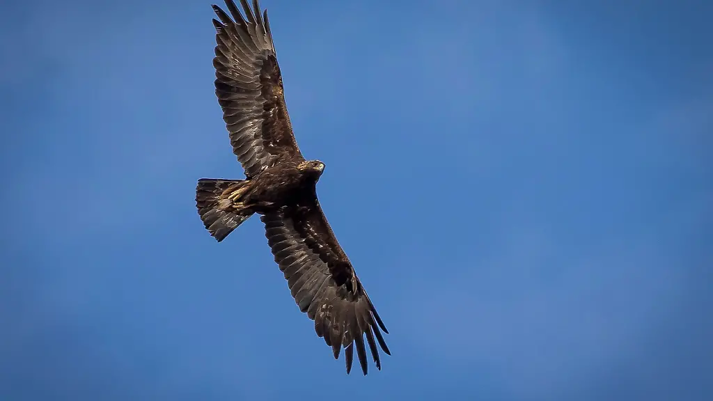 Ein-ausgewachsener-Steinadler-kreist-am-Himmel