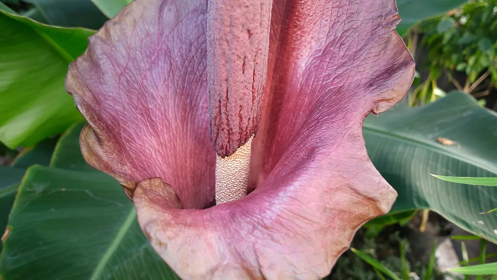 Eine-der-groessten-Blueten-der-Welt-eine-Teufelszunge-ist-derzeit-im-Leipziger-Schulbiologiezentrum-zu-sehen