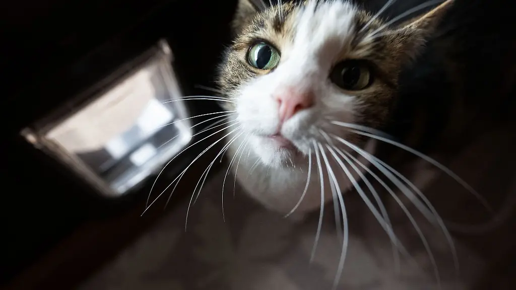 Eine-Katze-sitzt-vor-der-Katzenklappe-in-der-Wohnung-ihrer-Besitzerin-in-Walldorf