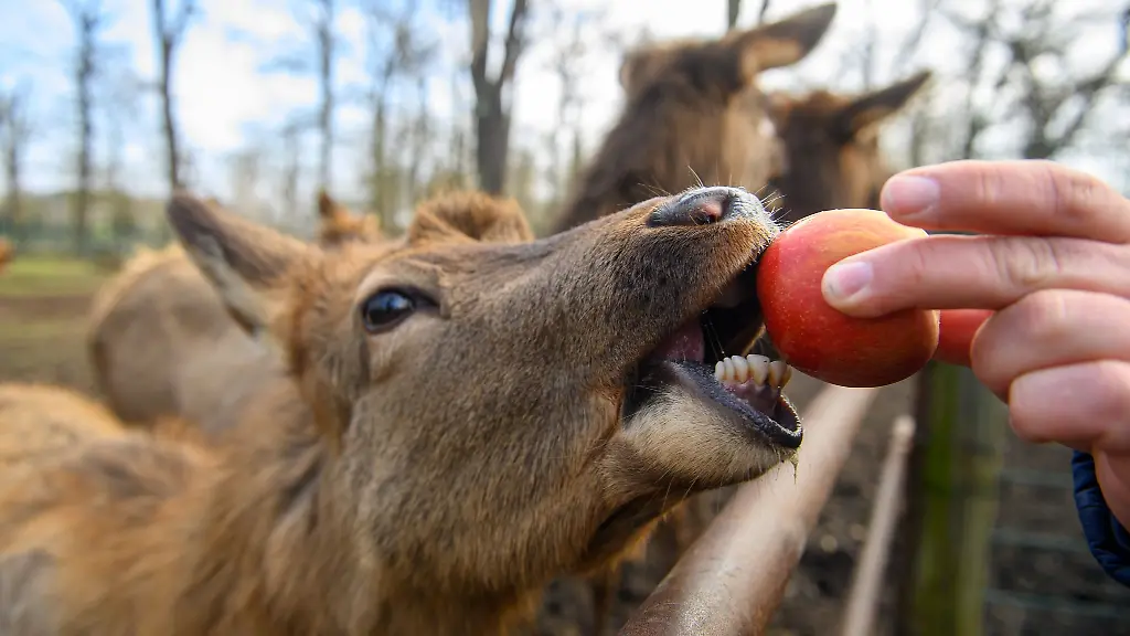 Ein-Wapite-frisst-im-ehemaligen-Wildpark-Weissewarte-einen-Apfel